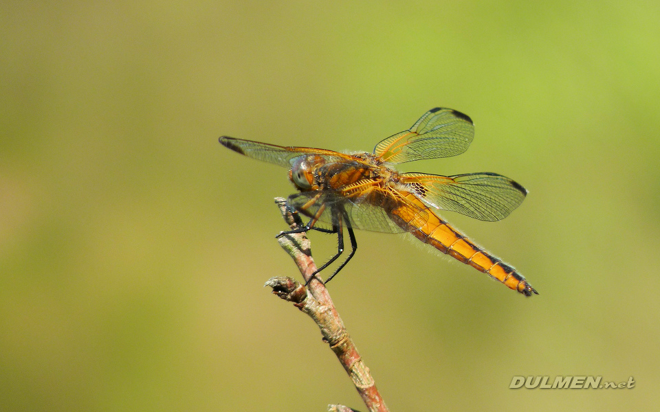 Blue Chaser (Female, Libellula fulva)